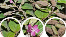 🌿 An Xoa – Thảo Dược Giải Độc Gan Và Hỗ Trợ Bảo Vệ Tế Bào Gan