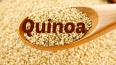  Hạt Quinoa – Siêu Ngũ Cốc Cho Sức Khỏe Vàng Và Sắc Đẹp Từ Bên Trong