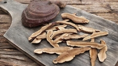 🍄 Nấm Linh Chi – Thần Dược Trường Thọ Từ Thiên Nhiên