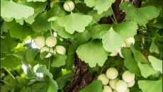 🌿 Ginkgo Biloba – Tất Tần Tật Về Cây Bạch Quả Cổ Đại