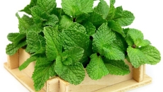 Húng lủi (Mentha spicata): Thảo dược gia vị thanh mát – Bí quyết cải thiện tiêu hóa, hơi thở và sắc đẹp tự nhiên