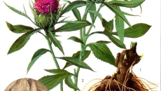 🌿 Bạch Truật – Vị thuốc bổ tỳ, kiện vị quý giá trong Đông y