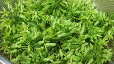HOA THIÊN LÝ – LOÀI HOA ĂN ĐƯỢC, CHỮA ĐƯỢC, ĐẸP CẢ NHÀ
