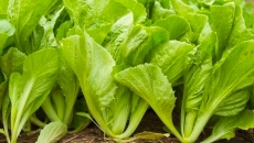 Cải bẹ xanh – Rau xanh vị thuốc quý trong bữa ăn hằng ngày