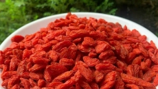 🍒 Câu Kỷ Tử – “Siêu Quả Trường Thọ” Bổ Mắt, Bổ Thận, Đẹp Da và Tăng Cường Miễn Dịch