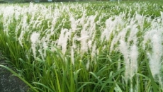 Cây Rễ Tranh (Imperata cylindrica): Thảo dược giải nhiệt, lợi tiểu và chữa bệnh dân gian hiệu quả