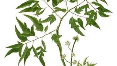 🌿 Cây Đinh Lăng – "Nhân Sâm Của Người Nghèo" Và Những Công Dụng Kỳ Diệu