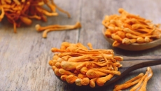 🍄 Đông Trùng Hạ Thảo – “Vàng Mềm” Từ Thiên Nhiên: Công Dụng, Cách Dùng & Điều Cần Biết