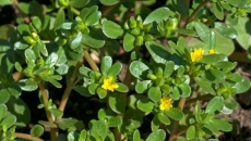 🌿 Rau Sam – Thần Dược Dân Dã Cho Sức Khỏe và Sắc Đẹp
