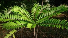 🌿 Cây Mật Nhân (Bách Bệnh) – Tăng Cường Sinh Lực Nam Giới Từ Thiên Nhiên