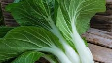 Cải bẹ trắng – Rau xanh bổ dưỡng, thanh mát, tốt cho hệ tiêu hóa và tim mạch