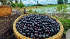 Quả Trâm – Trái Cây Dân Dã Giàu Dinh Dưỡng Bất Ngờ