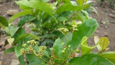 🌿 Cây Xạ Đen – Thảo dược quý cho gan, miễn dịch và hỗ trợ ung thư