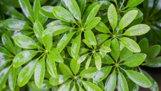  Ngũ Gia Bì – Vị Thuốc Tăng Cường Gân Cốt, An Thần, Trẻ Hóa Cơ Thể Từ Thiên Nhiên