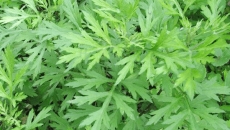 🌿 Ngải Cứu – Thảo Dược Đa Năng Cho Sức Khỏe Và Sắc Đẹp