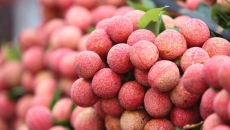 Vải thiều – Trái cây mùa hè giàu vitamin C và công dụng chữa bệnh