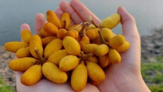  Dủ Dẻ – Loài Hoa Dân Dã Với Tinh Dầu Thơm Và Quả Dược Liệu An Thần