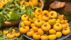 Bài Thuốc Dân Gian Từ Quả Thị – Hương Xưa Trị Lành Bệnh Nhẹ