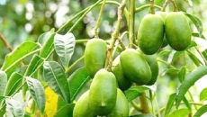 Vitamin C tự nhiên từ quả cóc – Liều thuốc chống lão hóa hiệu quả
