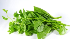 Rau Mồng Tơi – Vị Rau Thanh Mát, Bổ Dưỡng Và Làm Thuốc Quý Từ Vườn Nhà