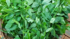 Rau Ngót – Thần Dược Từ Thiên Nhiên Trong Vườn Nhà