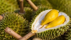 SẦU RIÊNG – “VUA CỦA CÁC LOẠI TRÁI CÂY”