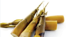 MĂNG TRE – ĐẶC TÍNH, CÔNG DỤNG & DƯỢC LÝ TRONG ẨM THỰC VÀ Y HỌC