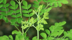 Cây Chùm Ngây (Moringa oleifera): Siêu thực phẩm từ thiên nhiên – Từ truyền thống đến khoa học hiện đại