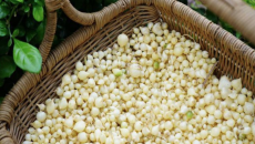 Củ Nén (Hành Tăm) – Tinh túy từ đất miền Trung: Dược liệu quý, gia vị độc đáo và kho tàng chữa bệnh dân gian