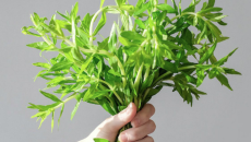 Rau Ngổ: Loại Rau Gia Vị Dân Dã Và Những Giá Trị Dược Liệu Ít Ai Ngờ Tới