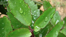 9 Bài Thuốc Chữa Bệnh Dân Gian Với Cây Sống Đời