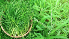 9 Bài Thuốc Dân Gian Hay Từ Cỏ Mần Trầu – Dược Liệu Dễ Kiếm, Hiệu Quả Tốt