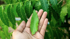  Lá Sầu Đâu – Dược Liệu Tự Nhiên Giúp Kháng Viêm, Thải Độc, Cải Thiện Hệ Miễn Dịch