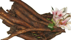 Rễ gai: Đặc tính, đặc điểm nhận dạng, dược tính, công dụng và lưu ý khi dùng