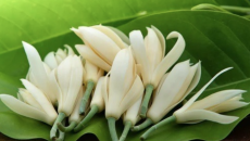 HOA NGỌC LAN – TINH HOA HƯƠNG SẮC & DƯỢC TÍNH TỪ TỰ NHIÊN